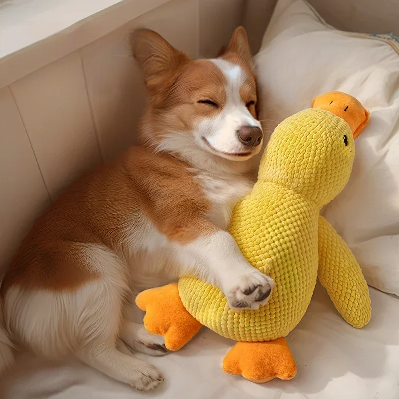🐶 Dog Toys & Gear